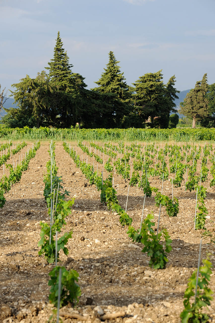 Vins et Vignobles Cote du Rhône - domaine de l'Odylée