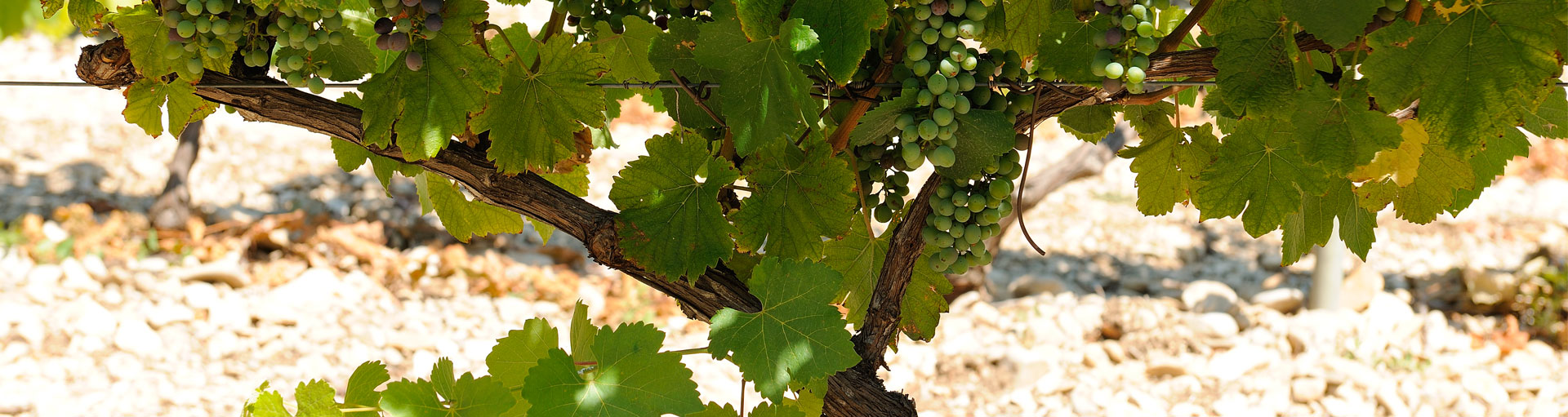 terroir et cépage vins de provence - Plan de dieu - Domaine de l'Odylée