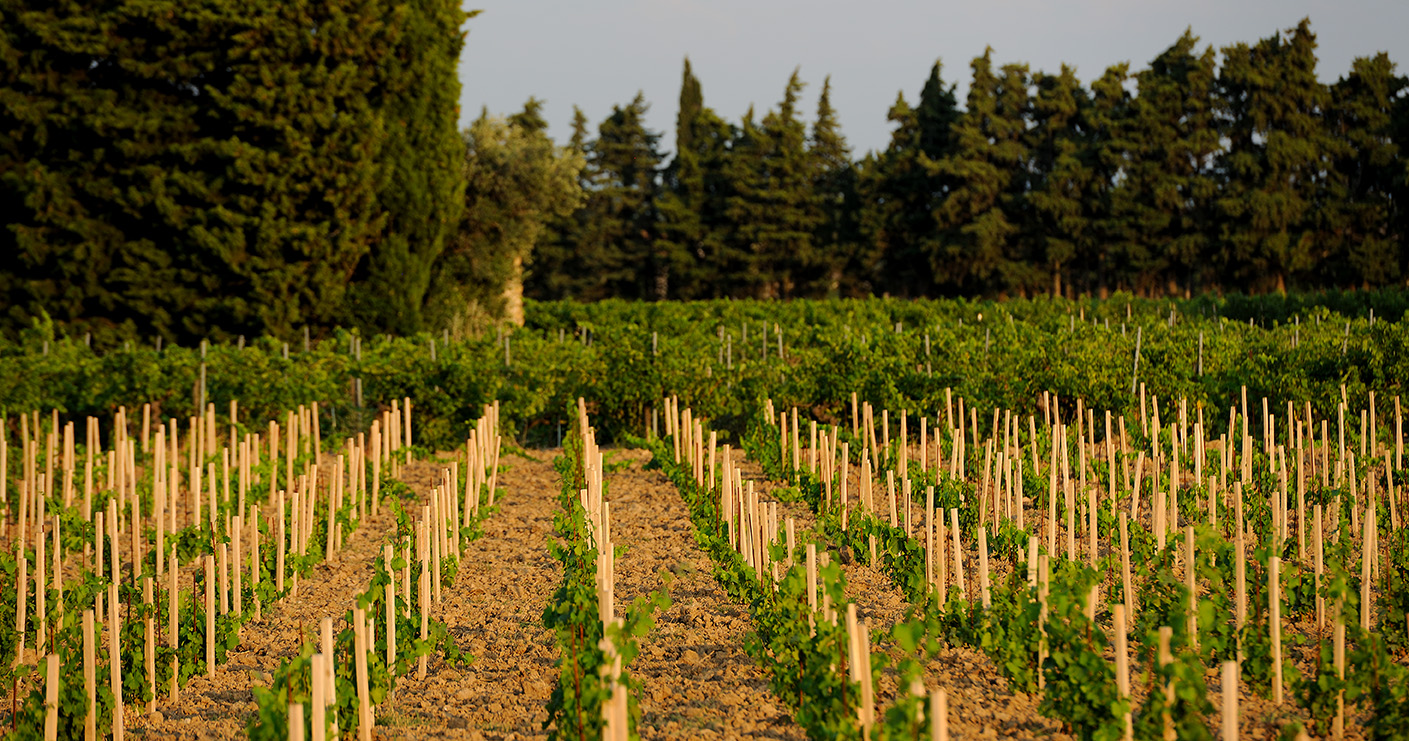 Vins et Vignobles Cote du Rhône - domaine de l'Odylée