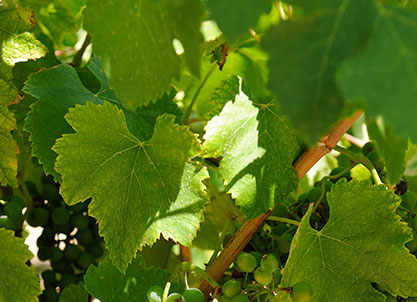 Domaine de l'Odylée à Plan de Dieu